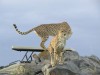 Cheetah on the top of the rock, Nairobi, Masai Mara National Reserve