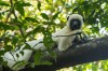 Here you will find the dancing lemur called SIFAKA, Morondava, Belo sur Tsiribihina