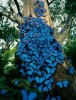 Butterflys, Rio de Janeiro