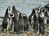 Eco and Wildlife tour in Punta Arenas