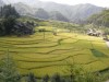 Rice field, Guilin
