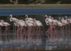 Dancing flamingos at Larnaca salt lake, Larnaca, Larnaca salt lake