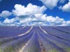 Lavender fields, Avignon