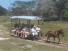 Through the Sisal fields pulled by mule as 100 years ago, Merida, Hacienda Sotuta de Peon, Yucatan