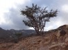 Wild frankincense tree, Salalah