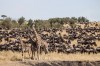 Tanzania safari wildebeest migration Serengeti, Arusha, Serengeti National Park