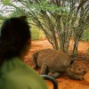 Rhino, Moshi, Tanzania Rhino, Moshi, Tanzania