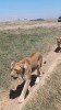 Lion, Arusha, Serengeti Lion, Arusha, Serengeti