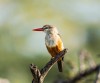 birding safaris, Murchison Falls