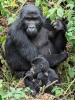 Gorillal in Bwindi impenetrable national park, Kanungu, Bwindi Uganda
