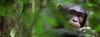 Chimpanzee in kibale national parrrk, Fort Portal, kibale forest national park