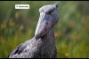 shoebill. a special species for bird lovers, Entebbe, mabamba sawamp