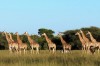 Giraffe, Victoria Falls, Victoria Falls Town