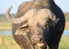 Buffalo, Botswana, Botswana, Kasane