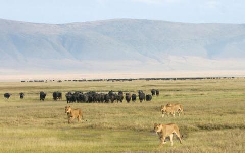 Africa Adventure Company