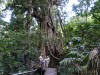 The giant tree 600 years old in rainforest The giant tree 600 years old in rainforest