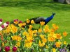 Sightseeing nature tour in Brussels