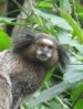 Monkey Monkey