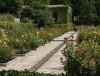 The Rose garden The Rose garden