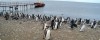 MORE PENGUINS MORE PENGUINS