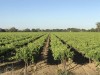 Wine tasting tour in Santiago