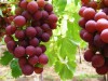 Chilean Wine Country Tours in Santiago, Chile