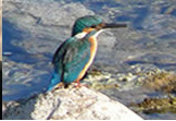 Nature Trips leader