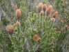 Chuquiragua, the flower simbol of the Andes Chuquiragua, the flower simbol of the Andes