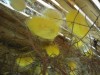 Silk cocoons Silk cocoons