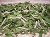 Silk Worms Silk Worms
