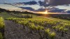 Wine tasting tour in Avignon
