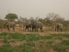Mole National park