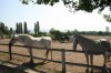 Horses from the Puszta ( Hungarian Outback)