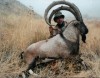 Hunting Tours in Iran