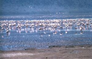 African Safari Tour. Lake Nakuru Flamingos