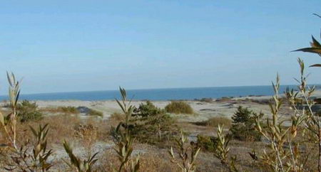 Giedrius. View of National Park Of The Curronian Spit