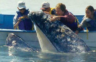 Zach & Rebecca Founders. Laguna San Ignacio Whale Watching