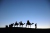 enjoy you sunsetor sunrize with a camel enjoy you sunsetor sunrize with a camel