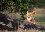 Private Guide in Namibia