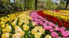 Private tour in Amsterdam