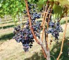 Wine tasting tour in Ljubljana