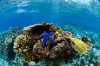 Dive Gizo.Solomon Islands
