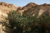 Chebika Oasis