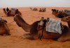 Sahara Sahara