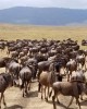 Eco and Wildlife tour in Masai Mara