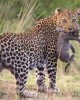 Safari in Samburu Reserve
