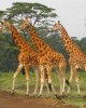 Safari in Tsavo west