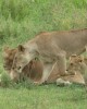 Safari in Manyara