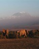 This is 2 Kilimanjaro safari to Mount Kilimanjaro, and see Wildlife animals in Arusha, Tanzania