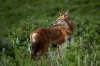 Redfox at Menz Guassa Conservation Area, Ethiopia